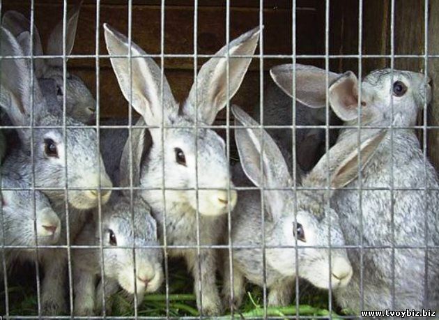 Бизнес идея: разведение кроликов в домашних условиях с целью продажи