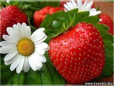 Сезонный бизнес: Клубника - ягода или заработок?