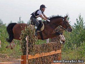 Пособие по бизнесу: как открыть конноспортивный клуб