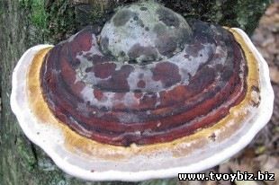 Бизнес на продаже чаги